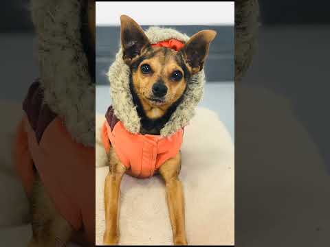 Saying Goodbye to My Dog