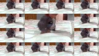 Download lagu La music  vídeo till the words ends huda el anzi mp3