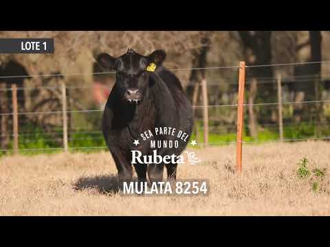 RUBETA 8254 MULATA - LOTE 1