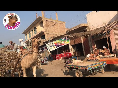 The Camels Are Camel Represent In City Rukan pur