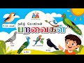 Birds Name In Tamil And English For Kids பறவைகளின் பெயர்கள்