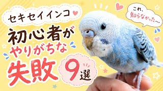 保存版‼️セキセイインコ初心者🔰がやりがちな失敗9選
