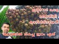 Kavungu Krishi Malayalam #Arecanut farming in Kerala#Arecanut plantation #Kavungu thai #Marupacha#