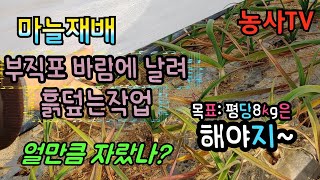 마늘재배.부직포 바람에 날려 흙덮는 작업, 부직포속 마늘생육상태는?[농사TV]