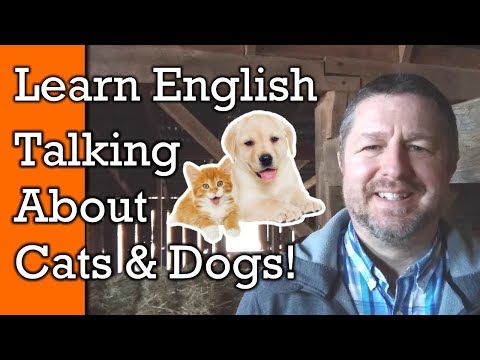 Cats and Dogs! Learn English Words and Phrases to Talk About Pets