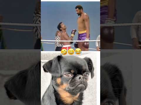 booking hospital  after I fight | dogs tension, who will be win  ￼￼￼#shortvideo #Fight #wwe #news