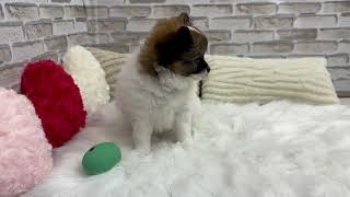 パピヨンの動画01