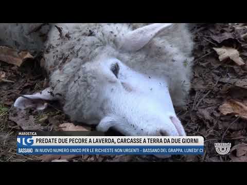 TG BASSANO Full Edition | January 17, 2026