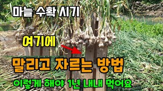 마늘을 파렛트에 말려보세요 마늘수확적기 마늘 말리고 자르는방법 이렇게 하시면 1년 내내 마늘 먹어요.