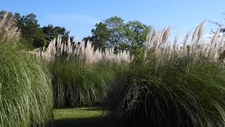 Gentle wind in Autumn 秋のそよ風【4K/30fps】-2025/10/24-
