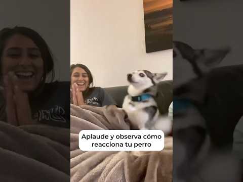 La reacción de Sapphie a los aplausos te hará REÍR 🐶