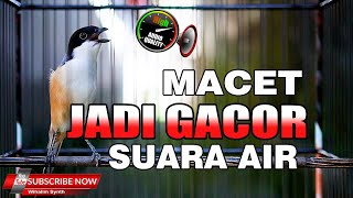Download lagu TERAPI PANCINGAN CENDET MACET BUNYI DENGAN SUARA AIR MENGALIR DAN PENTET GACOR FULL ISIAN mp3
