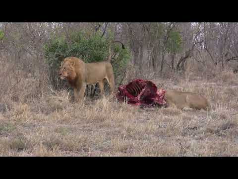 Majingilane male with Tsalala female lions
