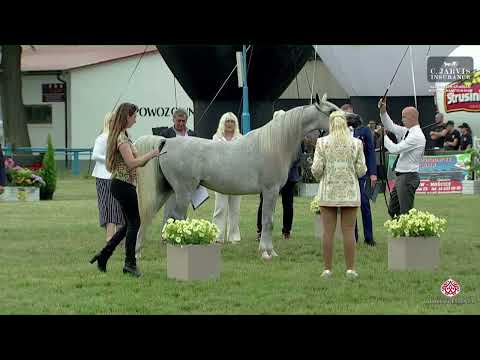 N 74 ECHO ANASTAZJA   All Polish Arabian Horse Championship   Mares 4   6 Years Old Class 8A