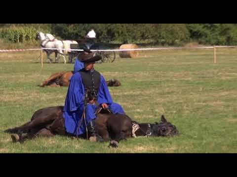 XIV. Biharnagybajomi lovasnap