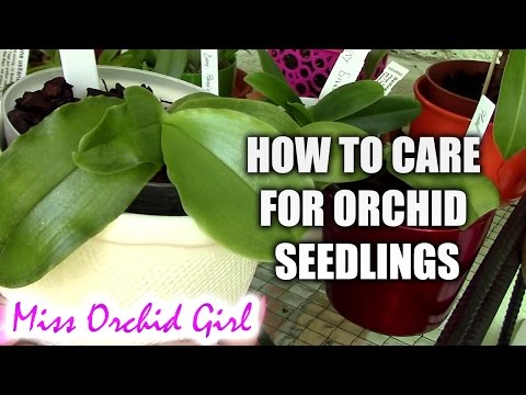 Orchid Care - How to care for Orchid Seedlings
