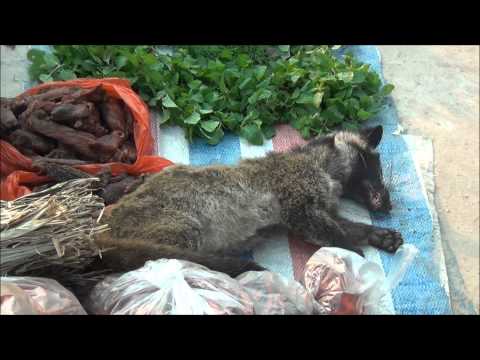 Civet Cat, Morning Market, Muang Sing,Laos.