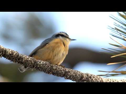 Brhlík čiernohlavý (Sitta canadensis) — správanie, biotop a hlas