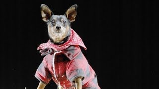 Halloween Safety Tips for Dogs | Teacher's Pet With Victoria Stilwell