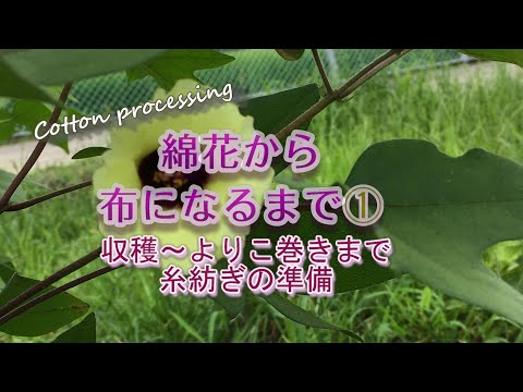 綿花 植物