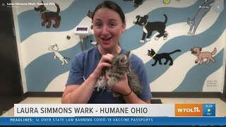Humane Ohio needs kitten food