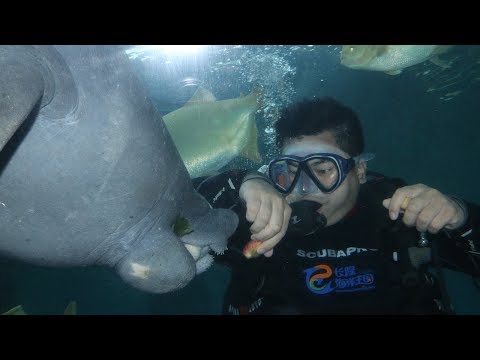 1st YouTube video about are manatees friendly