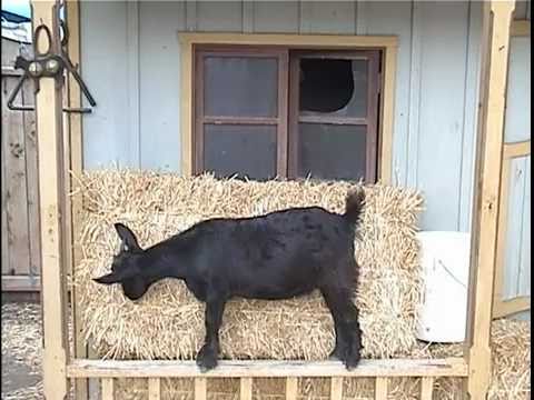 BABY KNOW IT ALL " ANIMALS AND ABCS"