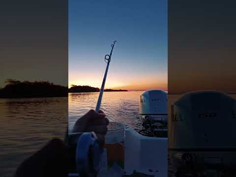 un poco de lo que fue la pesca en itai bate corrientes ! #fishing #pesca #baitcasting #corrientes