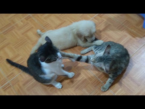 Cat Said To Puppy: Don't Make Me Angry Anymore, Don't Let Me Hit You