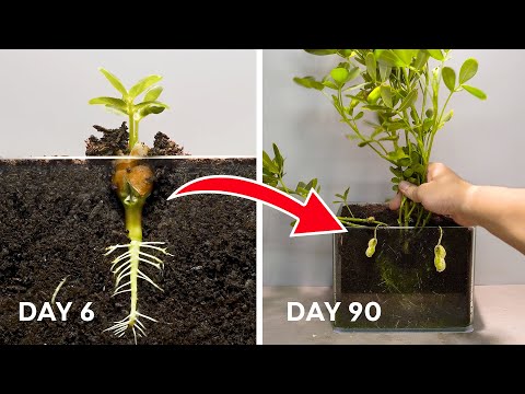 Full - 90 Days Growing Peanut - Time Lapse - Seed to Peanuts