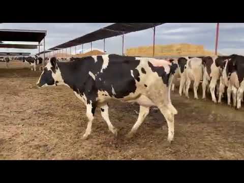 40116  and 40120  an 40127 top denmark  farm house 👌👌👌🤩