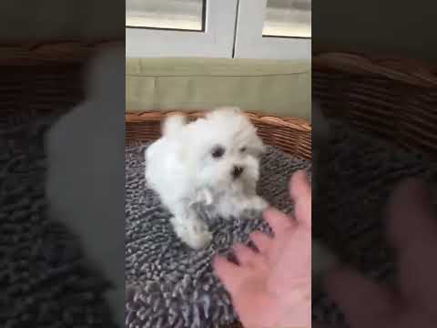 Μαλτέζ -maltese-thumb-1