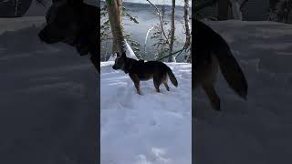 Video preview image #1 Mutt Puppy For Sale in Garden City, NY, USA