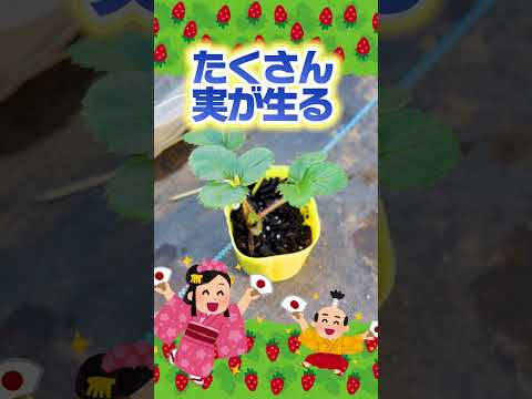 家庭菜園に最適なマルチは何ですか?収穫量を増やすための 3 つのオプション!  庭園