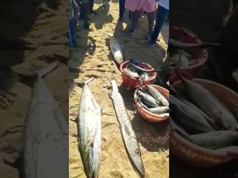 Net fishing in traditional way ##in beach