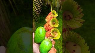 Download lagu next level mango pickle 🥭 #subscribe #viral #youtubeshorts #shorts #mango mp3