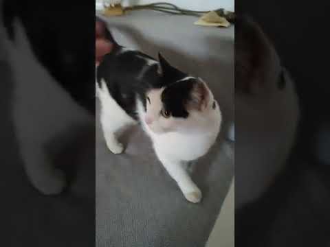 Найда 14.04.2021.(ч.3) Naida cat part 3