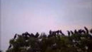 preview picture of video 'Crow roosting in HVPM Amravati Video by Shirishkumar Patil'