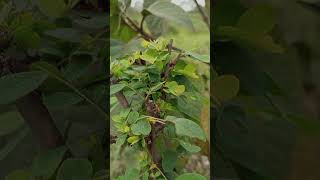 nature photography idea || with poco c55 #youtubeshorts #viral #nature #viral