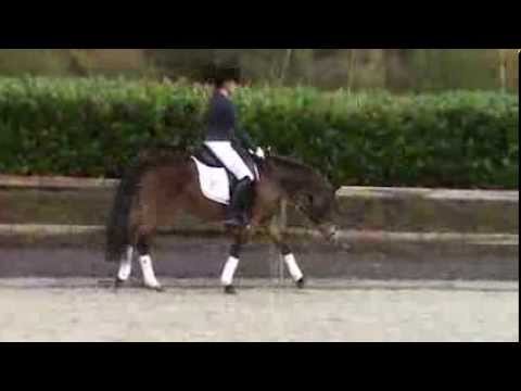 Grace, Verkaufspony der 16. Sportpony Verkaufstage