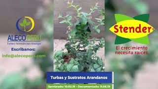 Pulverizador de Cristal – Productos Agricolas lima, Sustratos para  almácigo, Macetas decorativas, Perú