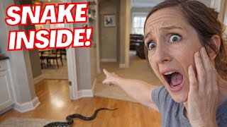 I LOST the Snake INSIDE Our House.. 