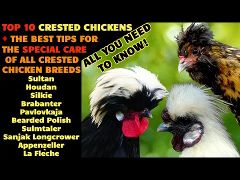 CRESTED CHICKENS Top10 of the most beautiful breeds + Special care for crested hens like the Polish