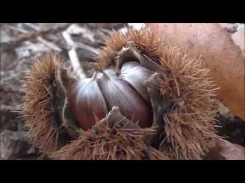 Be Forest - David Acuña