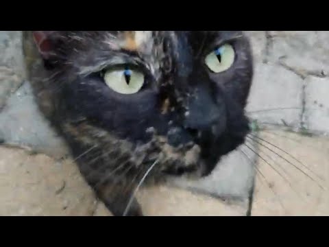 Cute outdoor cat visits us and rolls around on patio