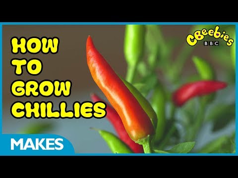CBeebies | How to Grow Chilli Peppers | Down on the Farm