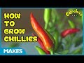 CBeebies How To Grow Chilli Peppers Down On The Farm