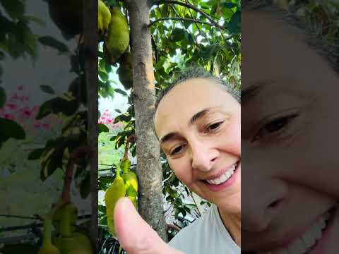 Have you try this fruit?