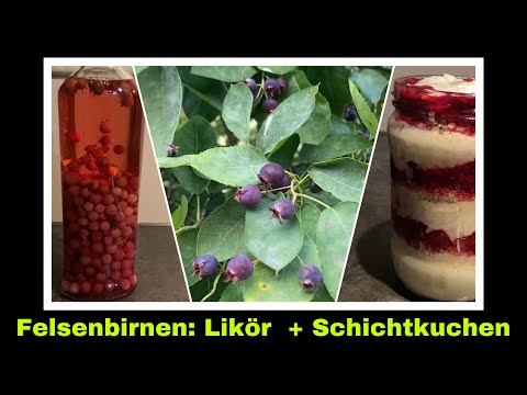 Felsenbirnen Likör und Schichtkuchen ohne backen mit Haferflocken selber machen | Selbstversorgung