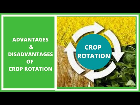 Crop Rotation: What are the advantages and disadvantages of crop rotation?